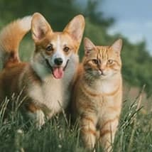 Tiere & Zubehör