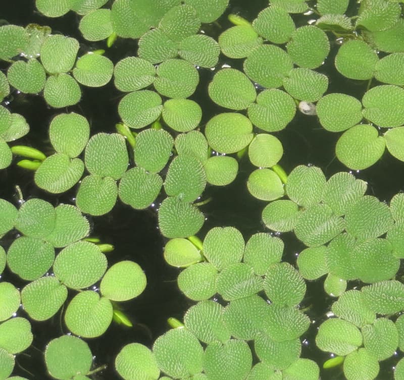 Salvinia auriculata, Schwimmfarn