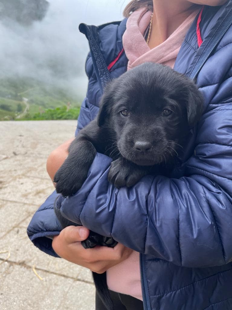 Labrador Welpen
