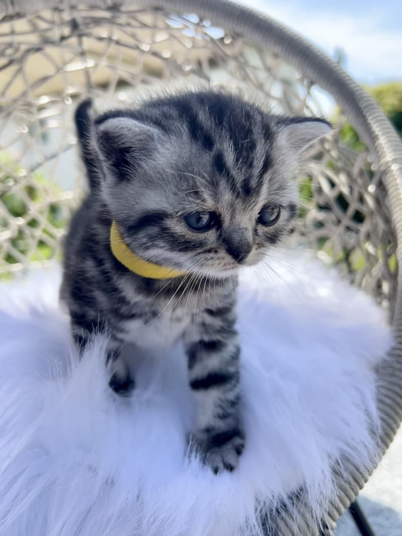 Süsse BKH Kitten Silver Tabby (Whiskas) suchen neues Zuhause
