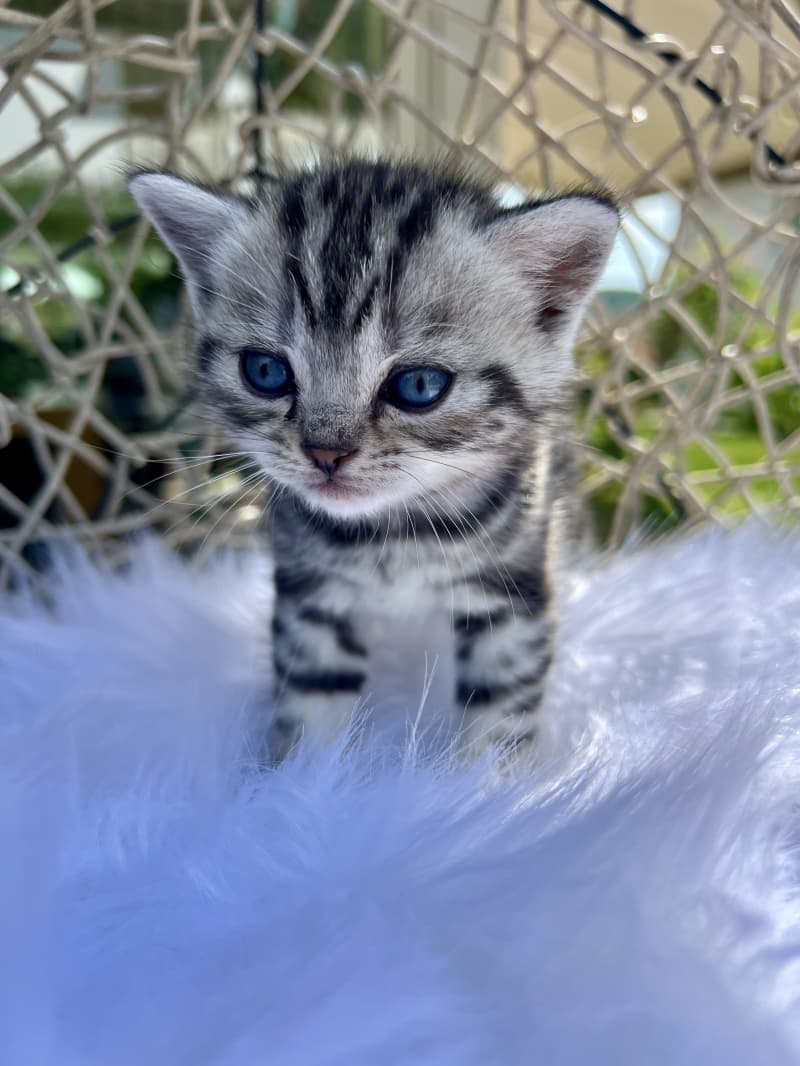 Süsse BKH Kitten Silver Tabby (Whiskas) suchen neues Zuhause