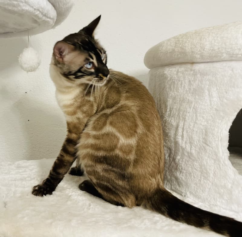 Bengal Deckkater