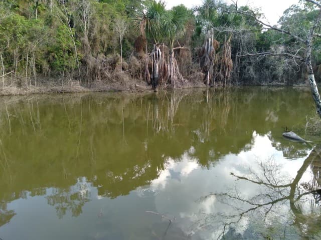 Brasilien 100 Ha grosse Tiefpreis-Früchtefarm mit kleinem See
