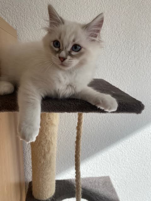 Chaton mâle Ragdoll croisé Sacré de birmanie