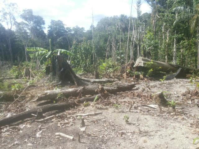 Brasilien schönes 20 HA Tiefpreis-Grundstück Manaus AM