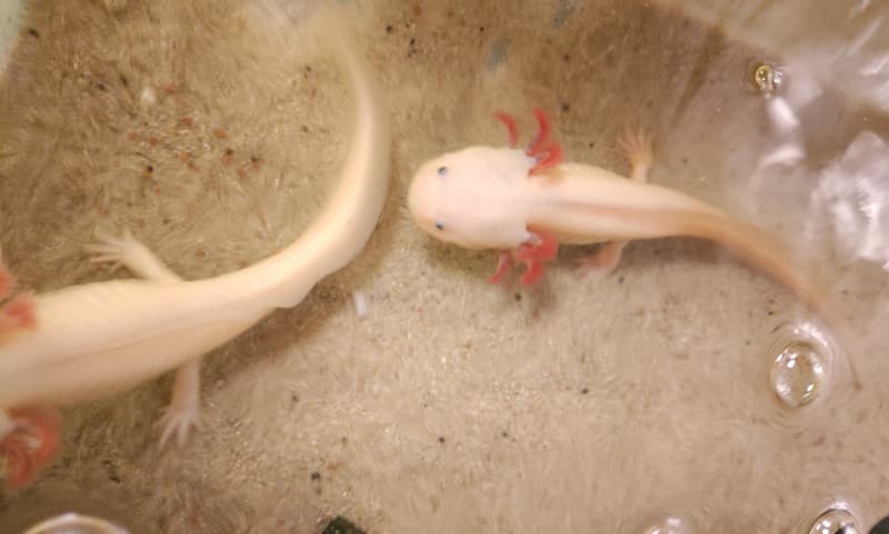 Axolotl m/w copper/leucist/wild 19-27cm