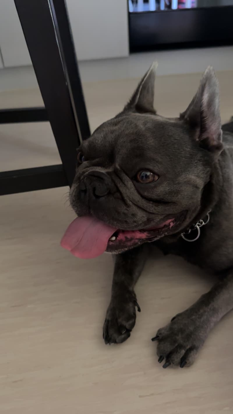 **Französische Bulldogge (5 Jahre) sucht liebevolles Zuhause
