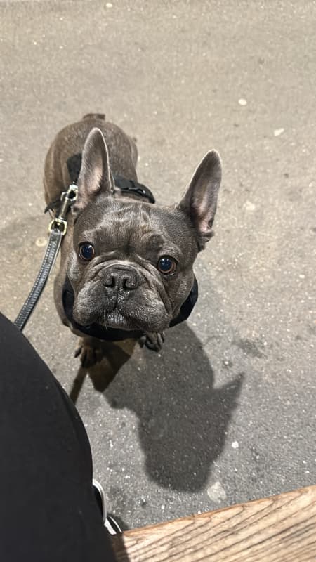 **Französische Bulldogge (5 Jahre) sucht liebevolles Zuhause