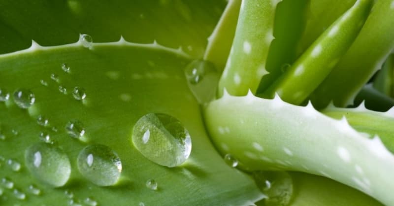 Aloe First