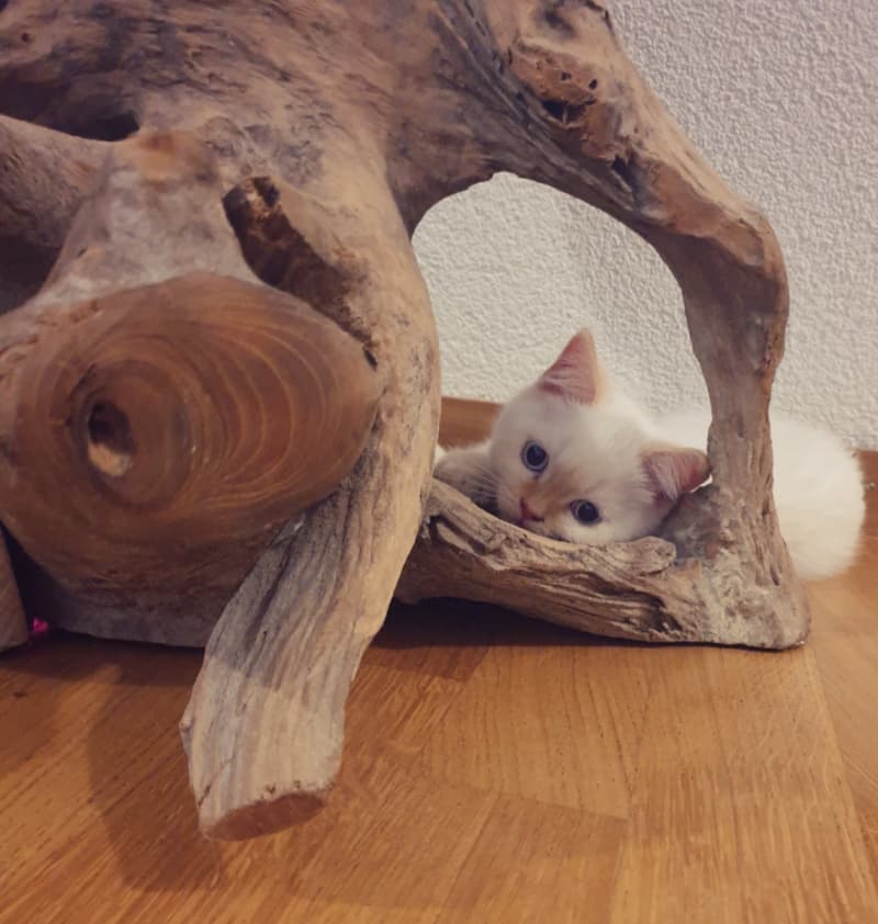 Britisch Kurzhaar - BHK Kitten mit Stammbaum