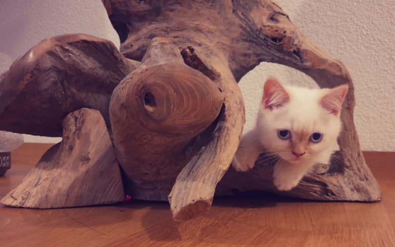 Britisch Kurzhaar - BHK Kitten mit Stammbaum