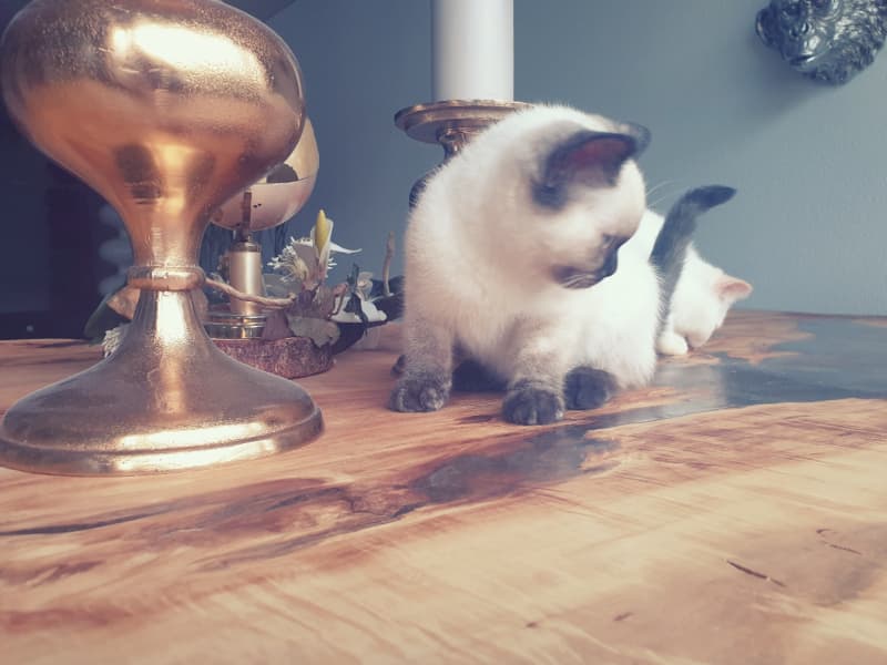 Britisch Kurzhaar - BHK Kitten mit Stammbaum