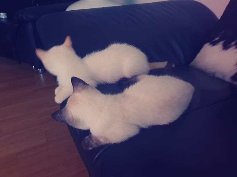 Britisch Kurzhaar - BHK Kitten mit Stammbaum