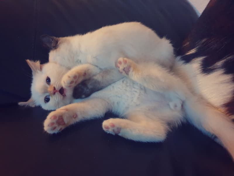 Britisch Kurzhaar - BHK Kitten mit Stammbaum