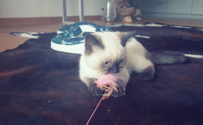 Britisch Kurzhaar - BHK Kitten mit Stammbaum