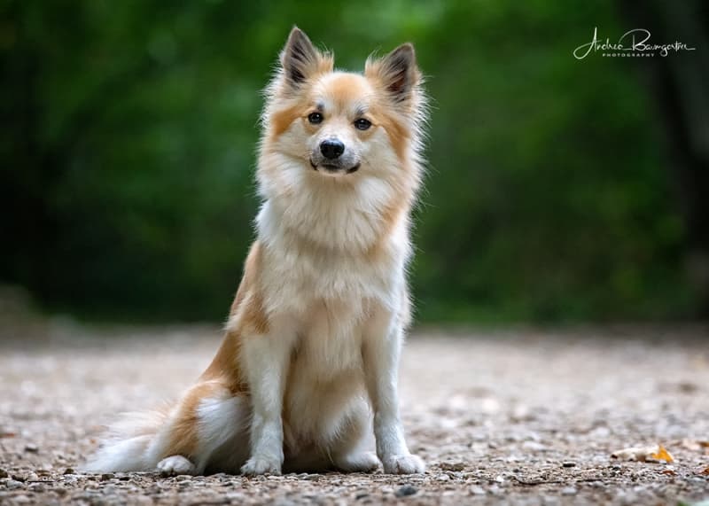 Geschenkgutschein für Fotoshooting