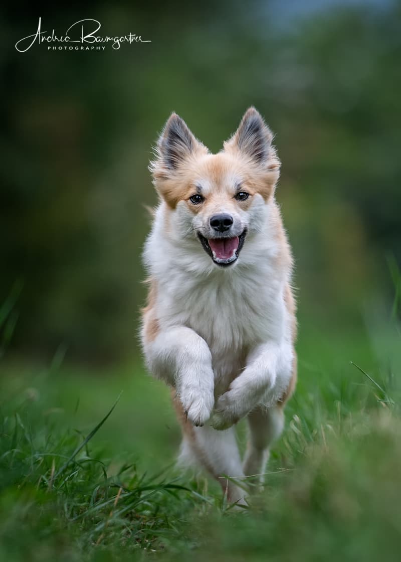 Geschenkgutschein für Fotoshooting