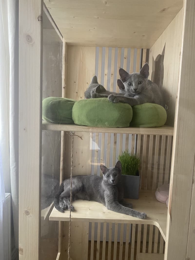 Zu verkaufen: Russisch Blau Katzen-Mami mit einem ihrer Kitten