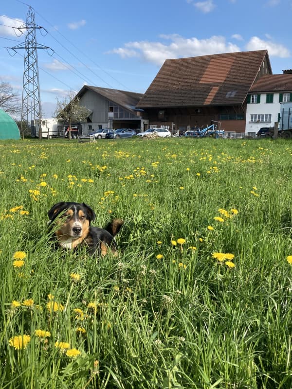 Schöne grosse Auslaufbox frei ab März 2024