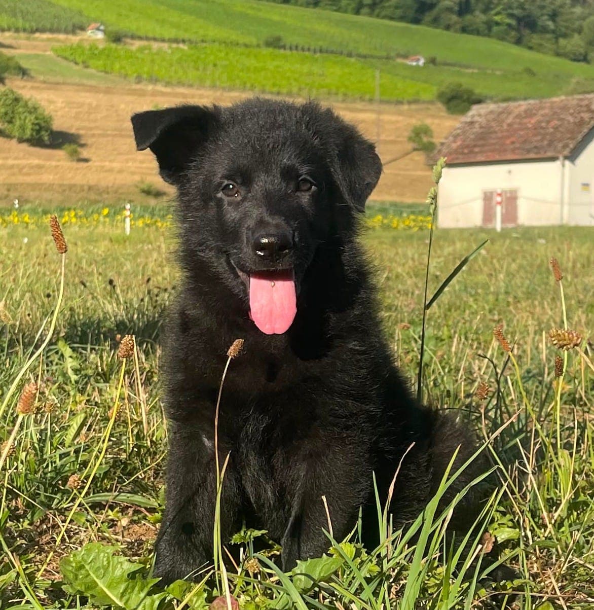 Deutsche Schäferhund Welpen Rüden (3)