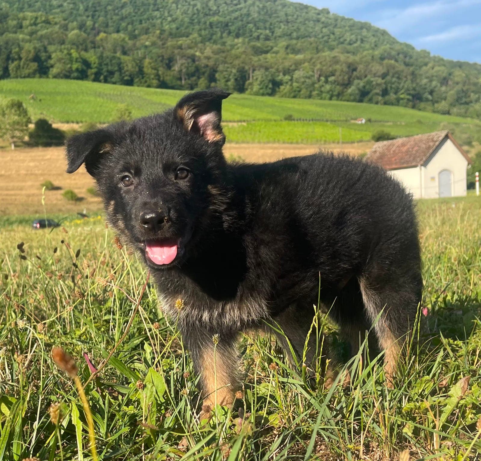 Deutsche Schäferhund Welpen Rüden (3)
