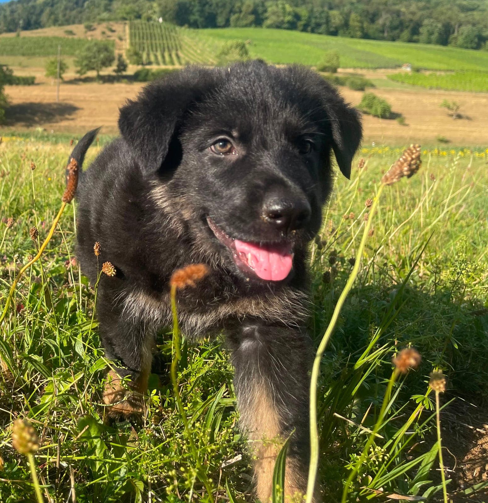 Deutsche Schäferhund Welpen Rüden (3)