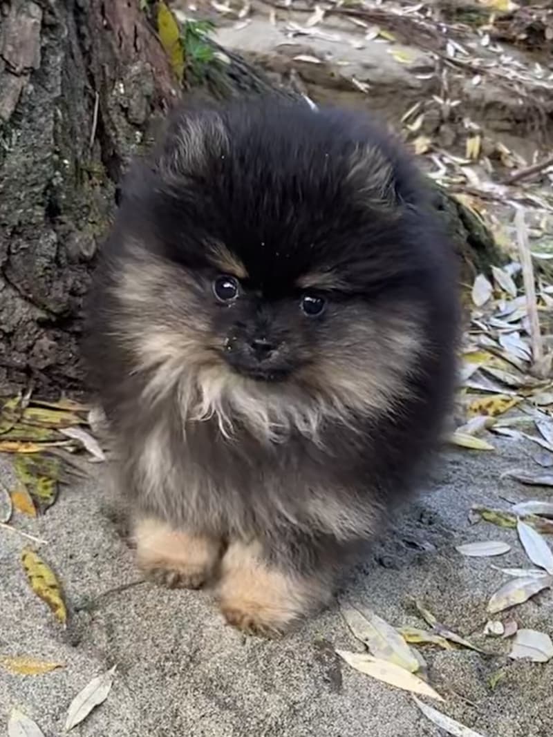 Toller Pomeranian / Zwergspitz Welpe