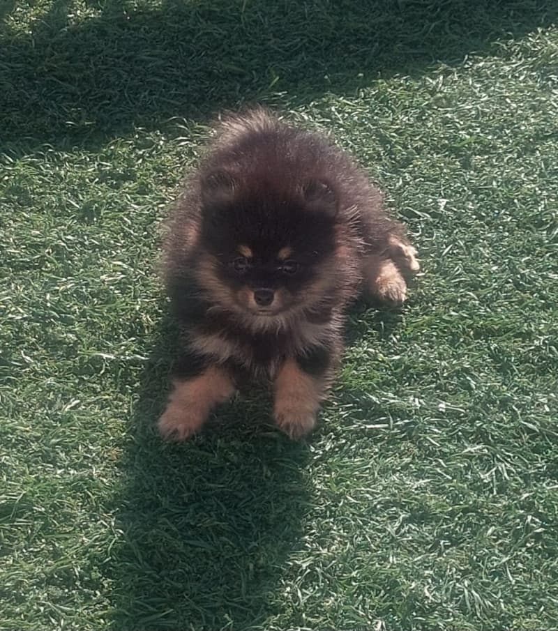 Pomeranian / Zwergspitz Black&Tan Weibchen Welpe