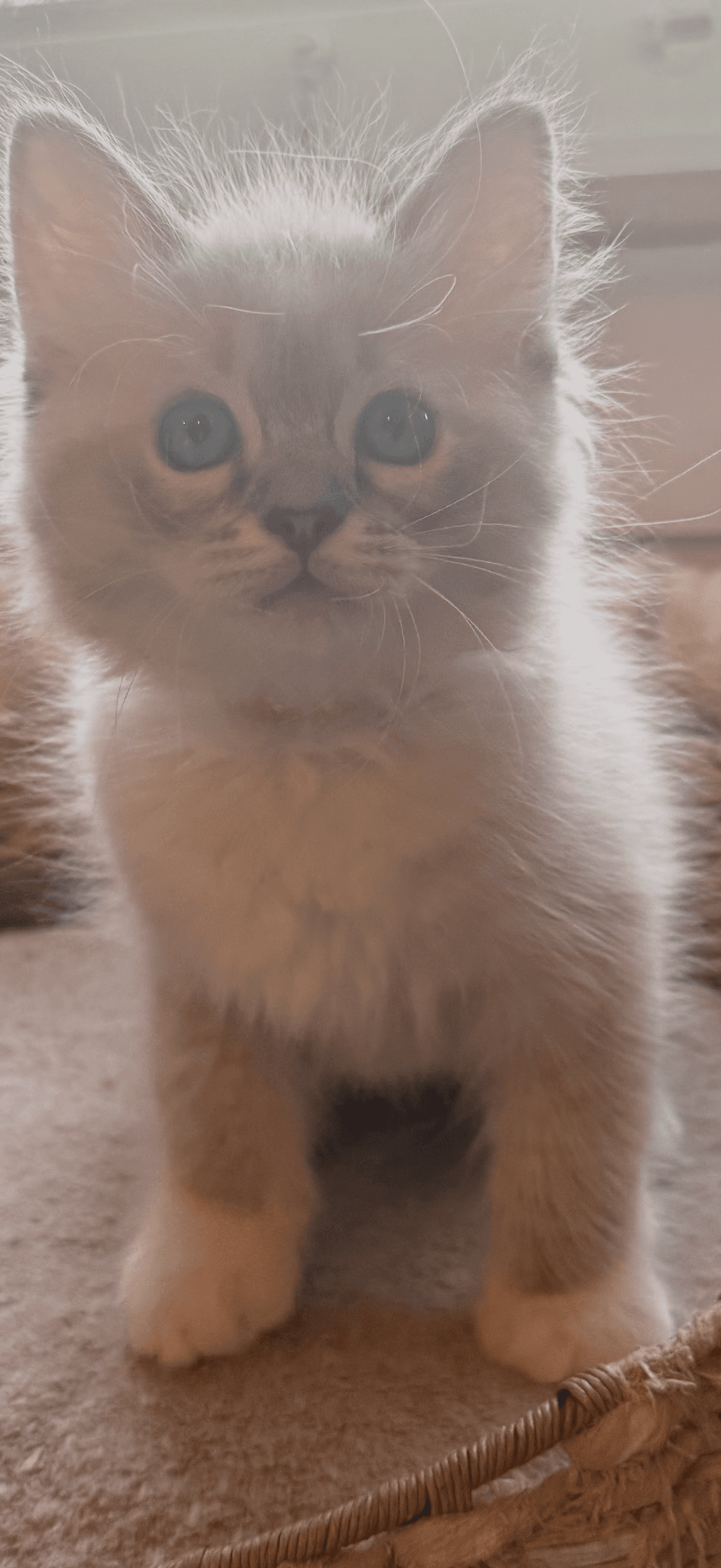 Ragdoll Kitten