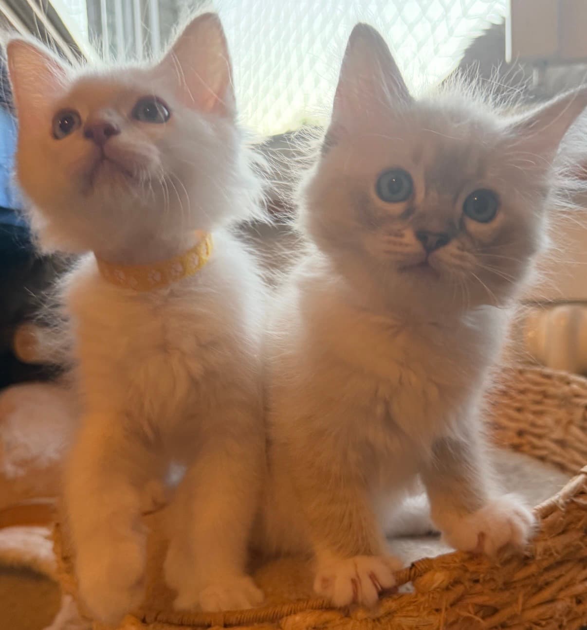 Ragdoll Kitten