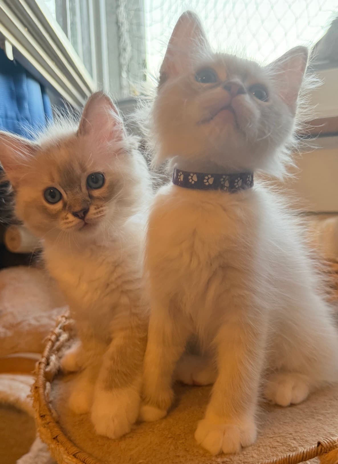 Ragdoll Kitten