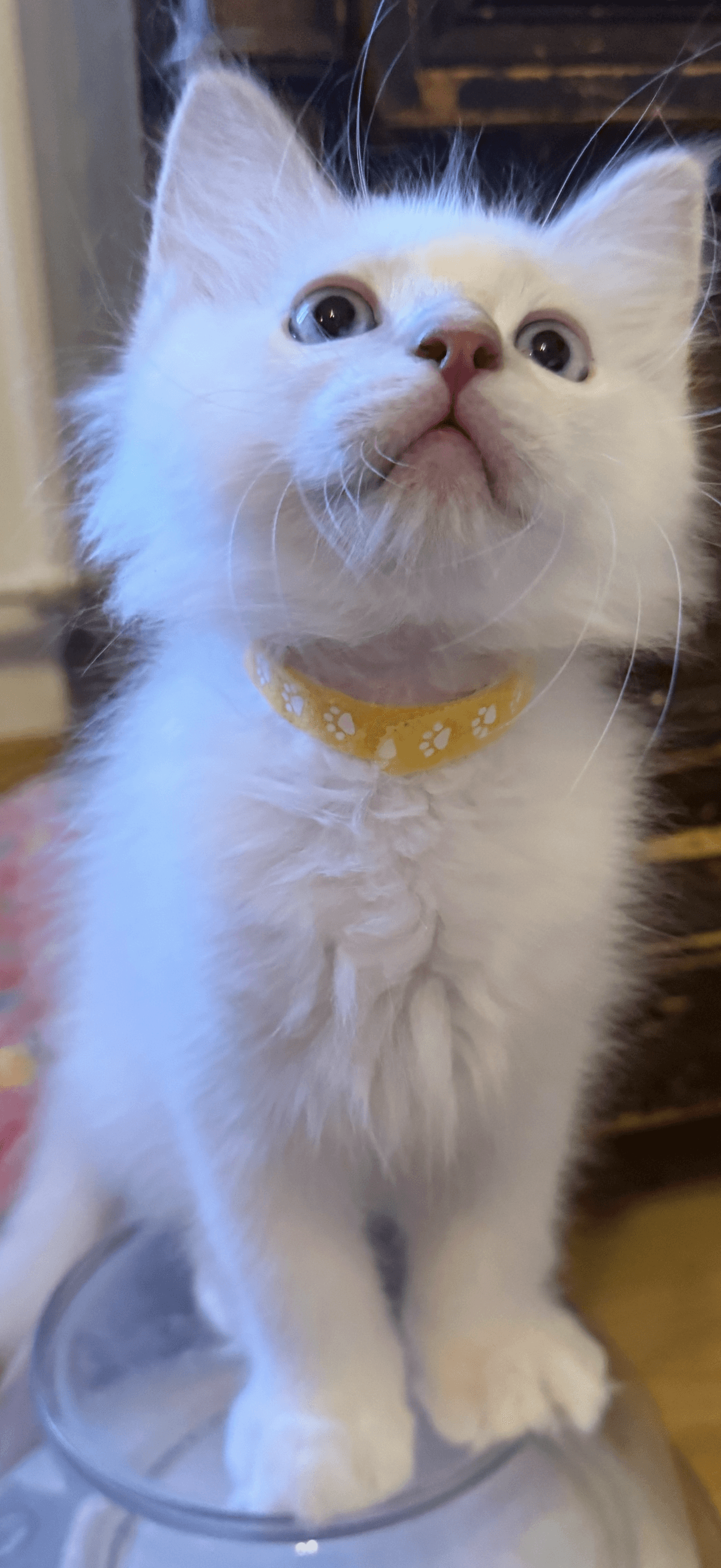 Ragdoll Kitten