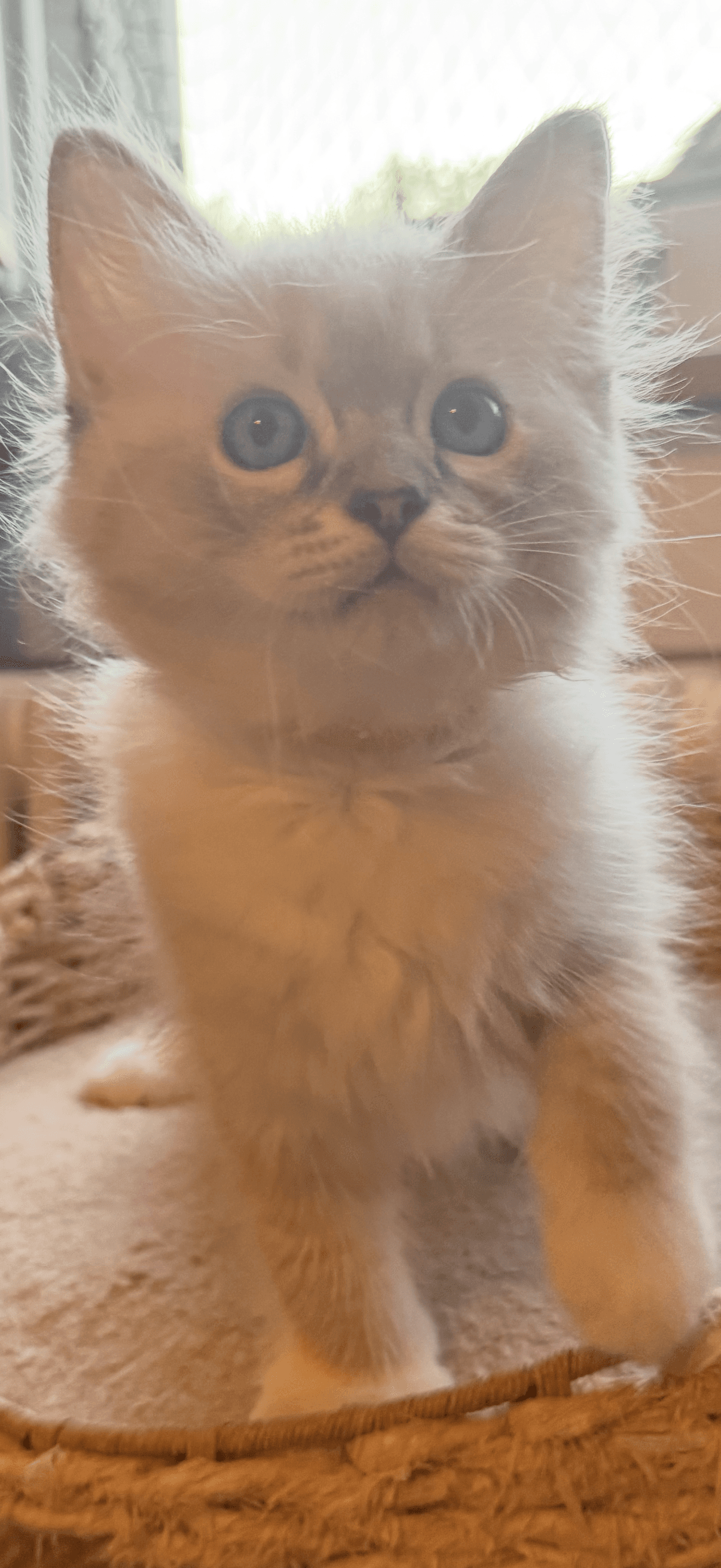 Ragdoll Kitten
