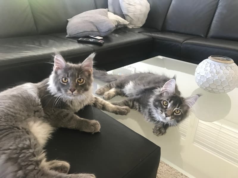 Main Coon Kitten zu verkaufen