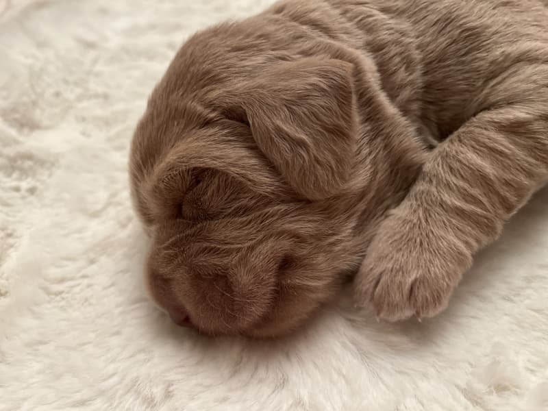Labradoodle Welpen suchen liebevolle Zuhause