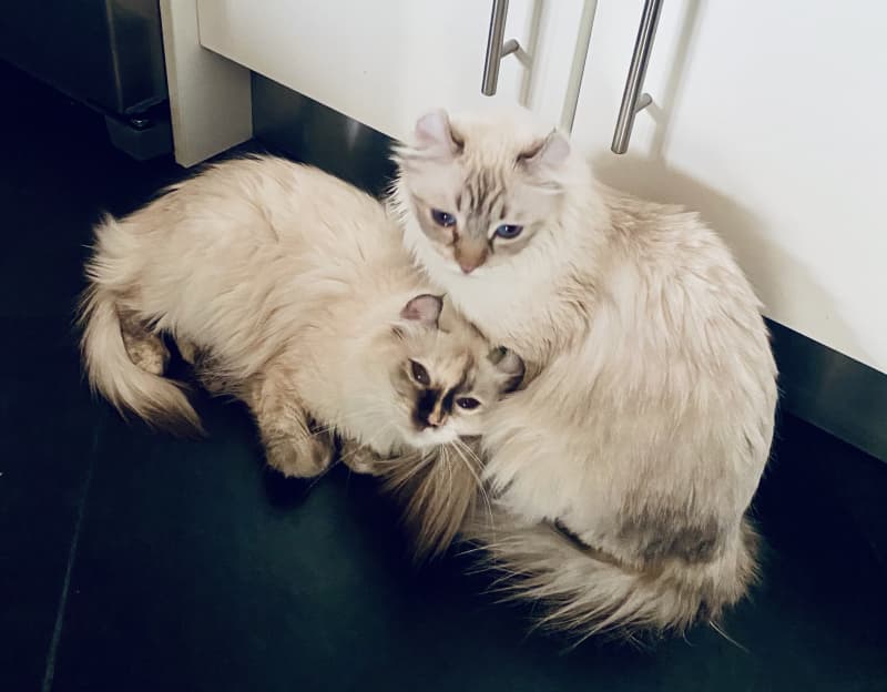 2 American Curl Weibchen mit Stammbaum - auch für die Zucht !