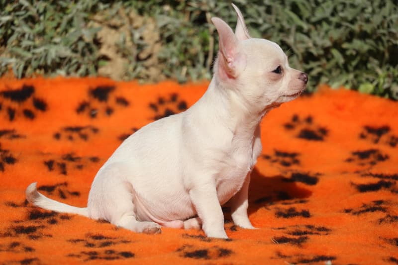 Chihuahua a pelo corto