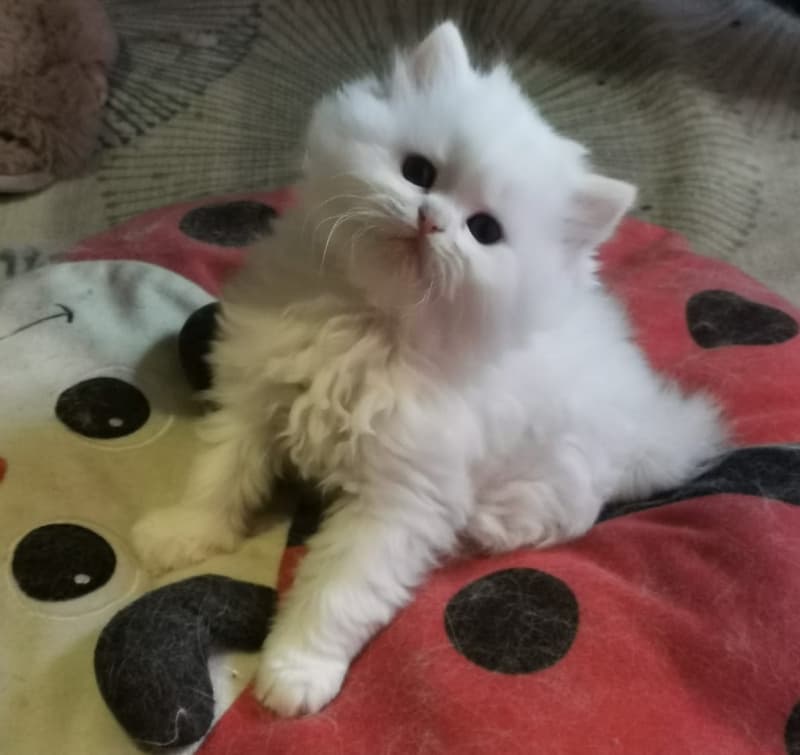 Weisse Perserchen