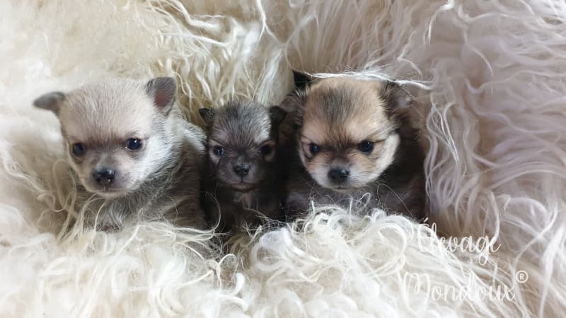 NEW! Bébés Pomchi (Chihuahua x loulou de pomeranie)