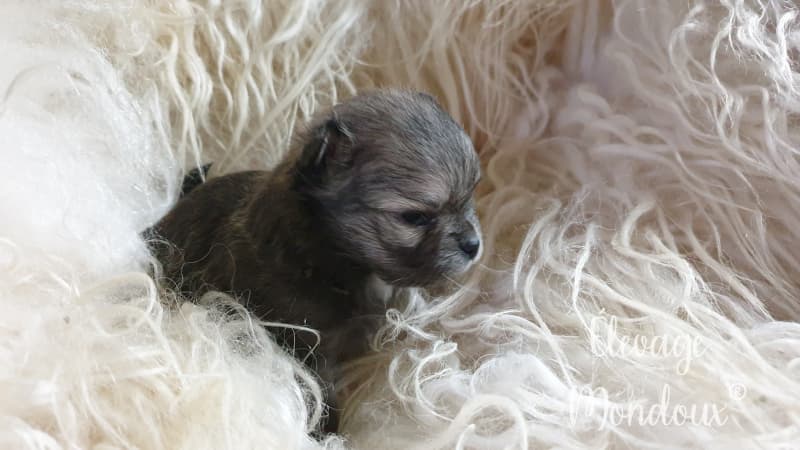 NEW! Bébés Pomchi (Chihuahua x loulou de pomeranie)