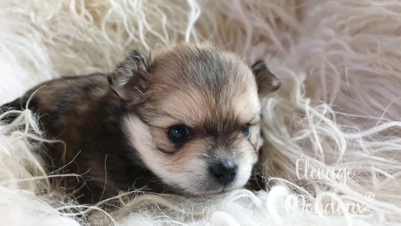 NEW! Bébés Pomchi (Chihuahua x loulou de pomeranie)