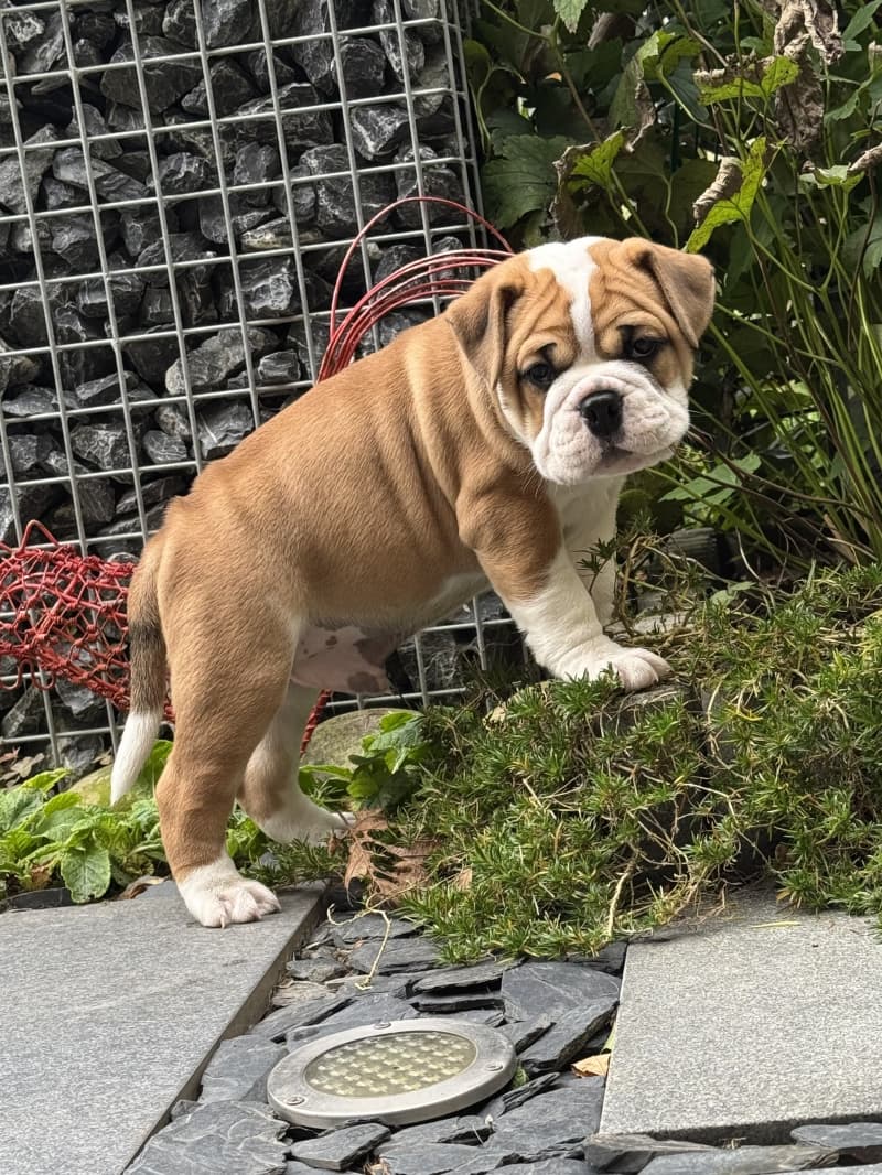 Bulldog Continental (M) reinrassig