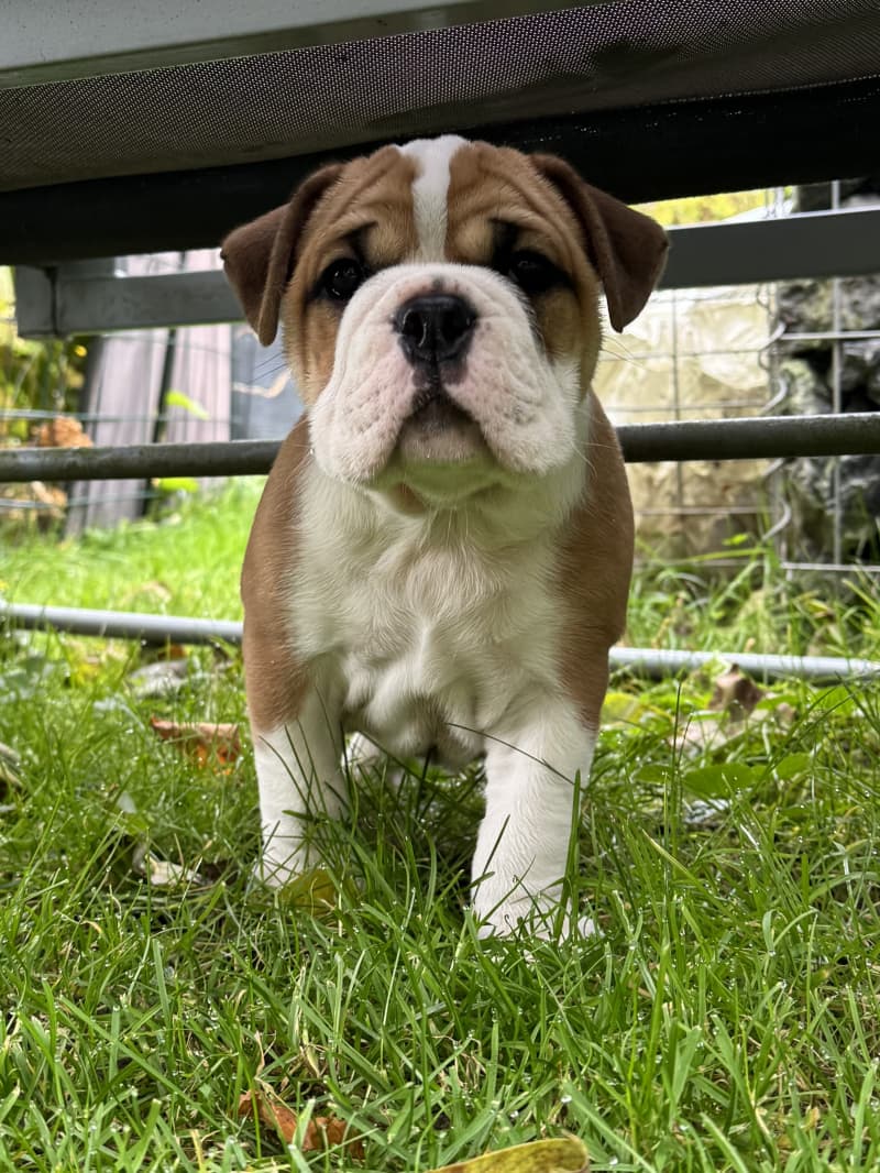 Bulldog Continental (M) reinrassig