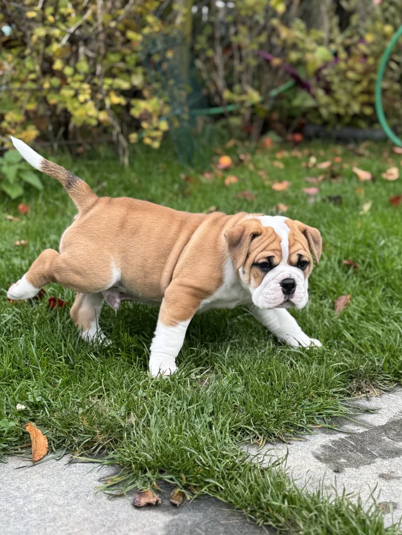 Bulldog Continental (M) reinrassig