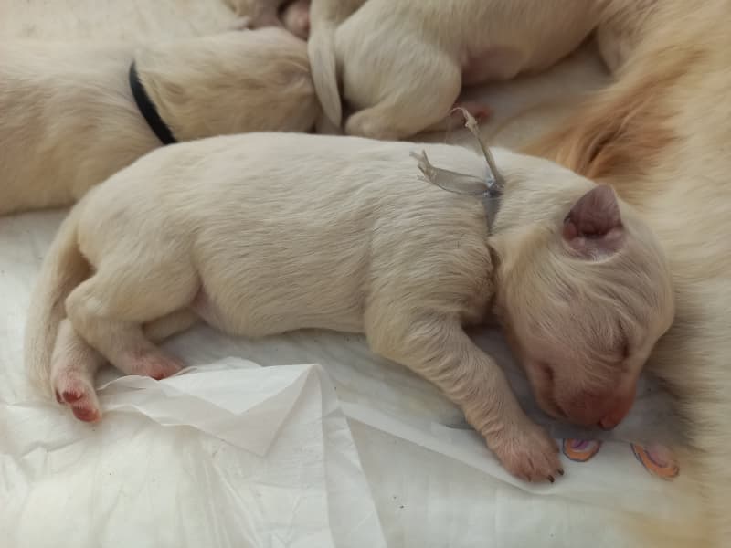 Weisse Schweizer Schäfer/Berger Blanc Suisse