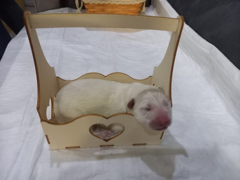 Weisse Schweizer Schäfer/Berger Blanc Suisse