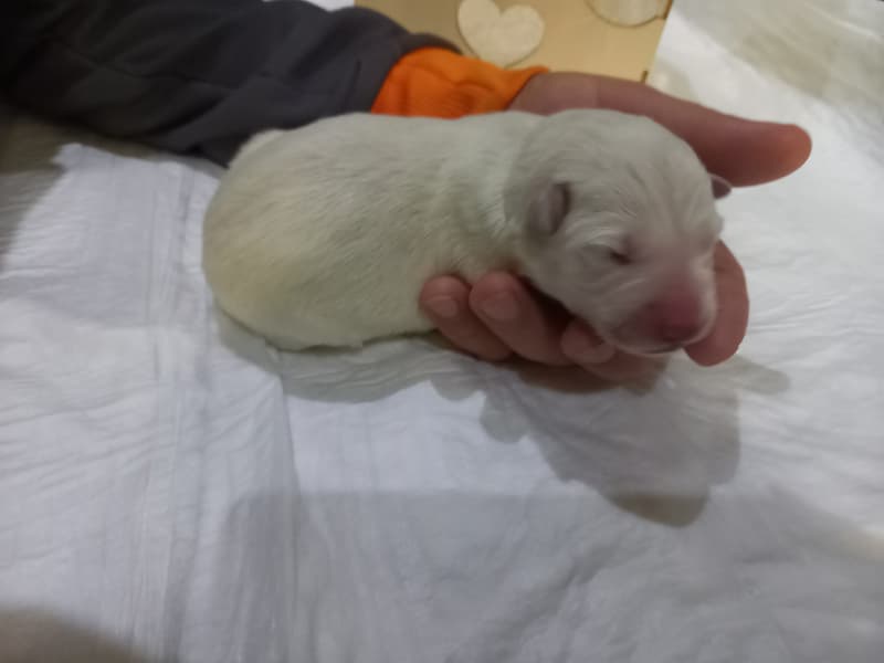 Weisse Schweizer Schäfer/Berger Blanc Suisse