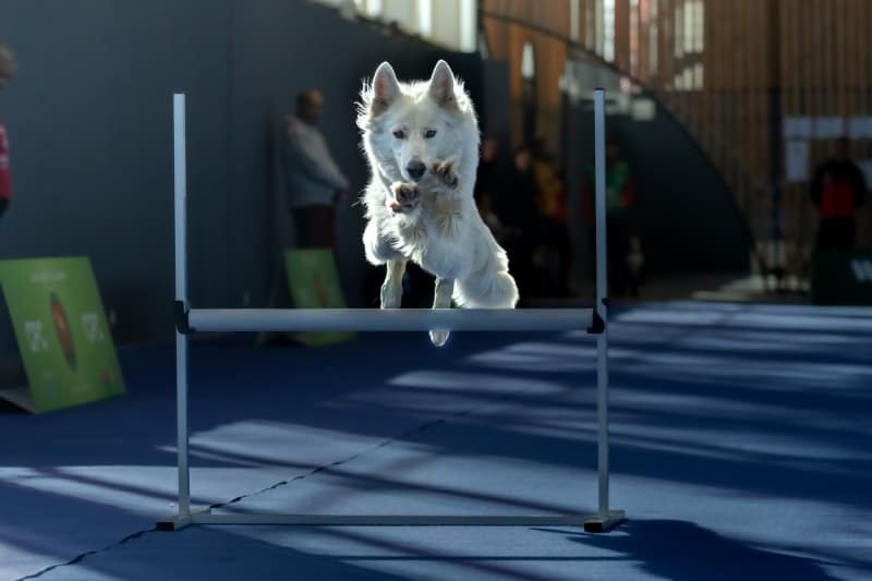 Weisse Schweizer Schäfer/Berger Blanc Suisse
