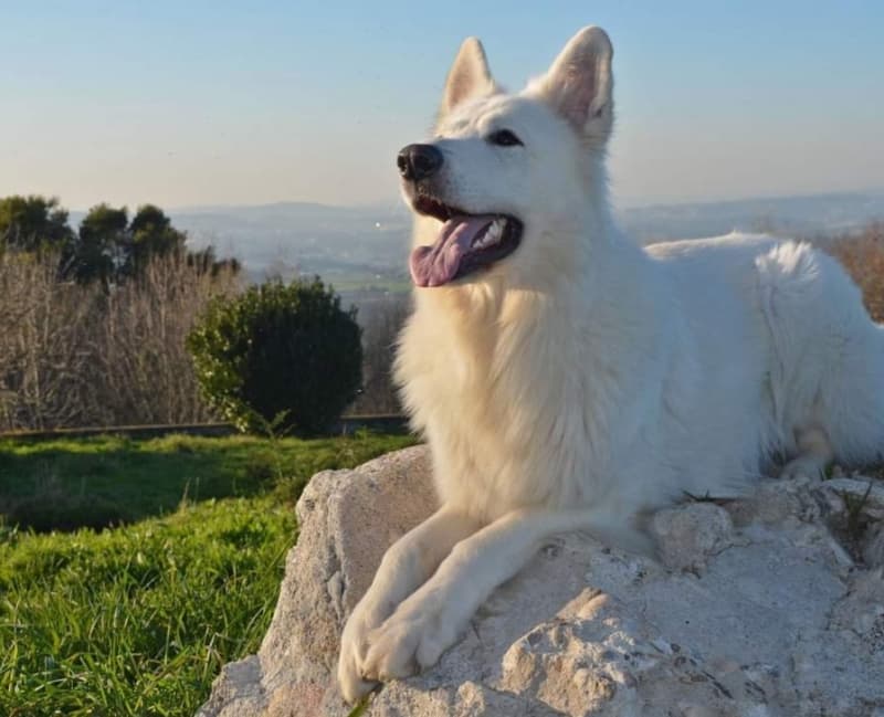 Weisse Schweizer Schäfer/Berger Blanc Suisse