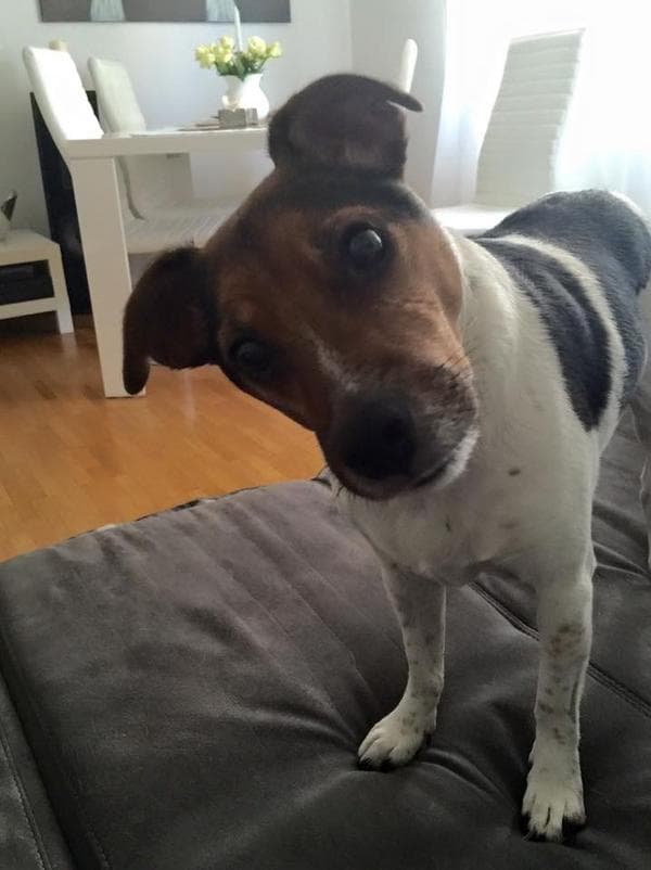 Tagesbetreuung für Hunde (Zürich,Schwamedingen)
